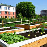 **

A vibrant urban garden scene in Berlin. Raised garden beds overflow with vegetables and flowers. Diverse people of all ages are gardening together, laughing and sharing tips. In the background, apartment buildings are visible, some with green roofs. The atmosphere is sunny and cheerful, emphasizing community and sustainable living. Include details like gardening tools, watering cans, and hand-painted signs with plant names.

**